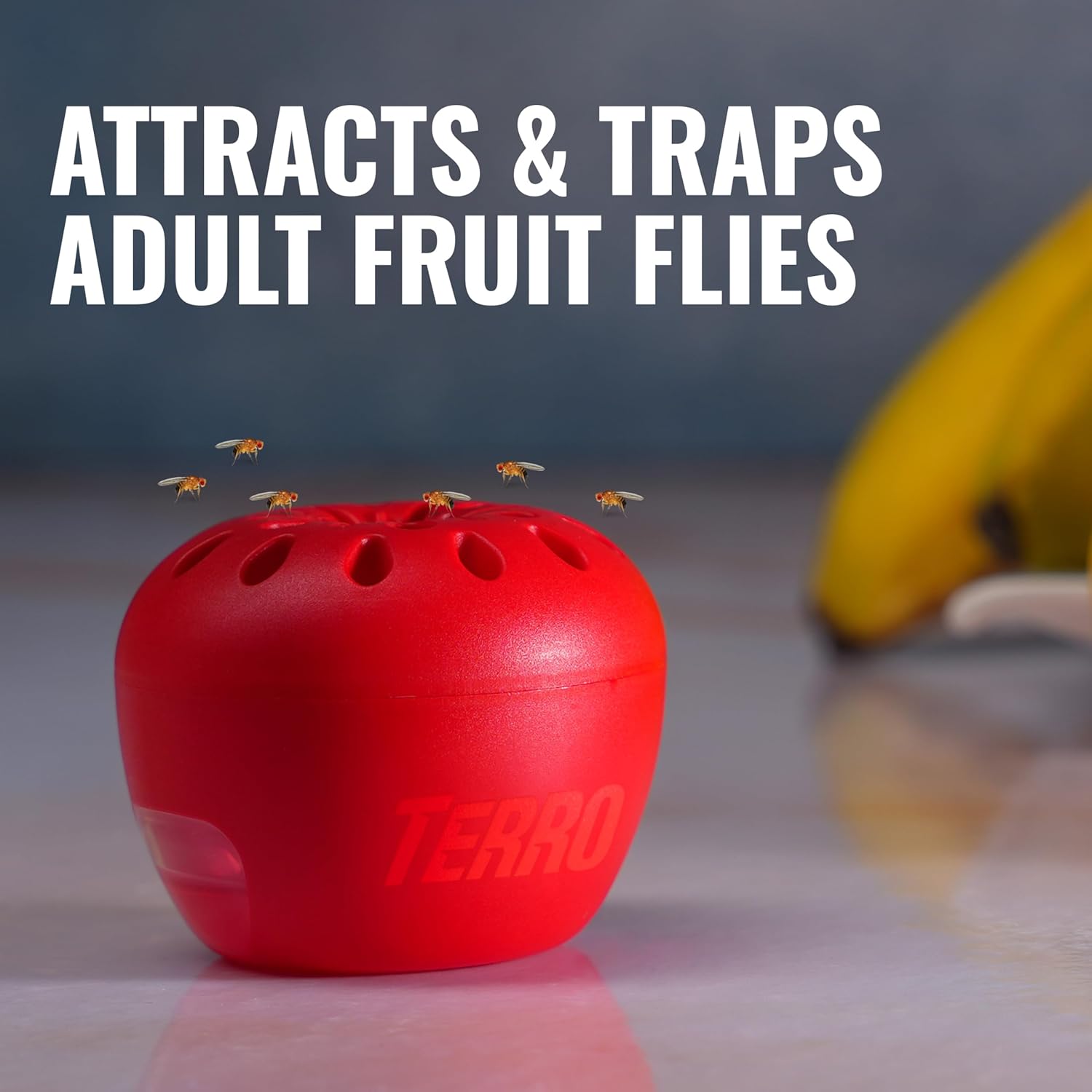 TERRO Fruit Fly Traps for Indoors (4 Pack) + 180 Days of Lure SupTLy - T2503SR - Lure and Kill Indoor Fruit Flies Near Fruit, Trash Cans, Countertops - Ready to Use Trap - 180 Day SupTLy