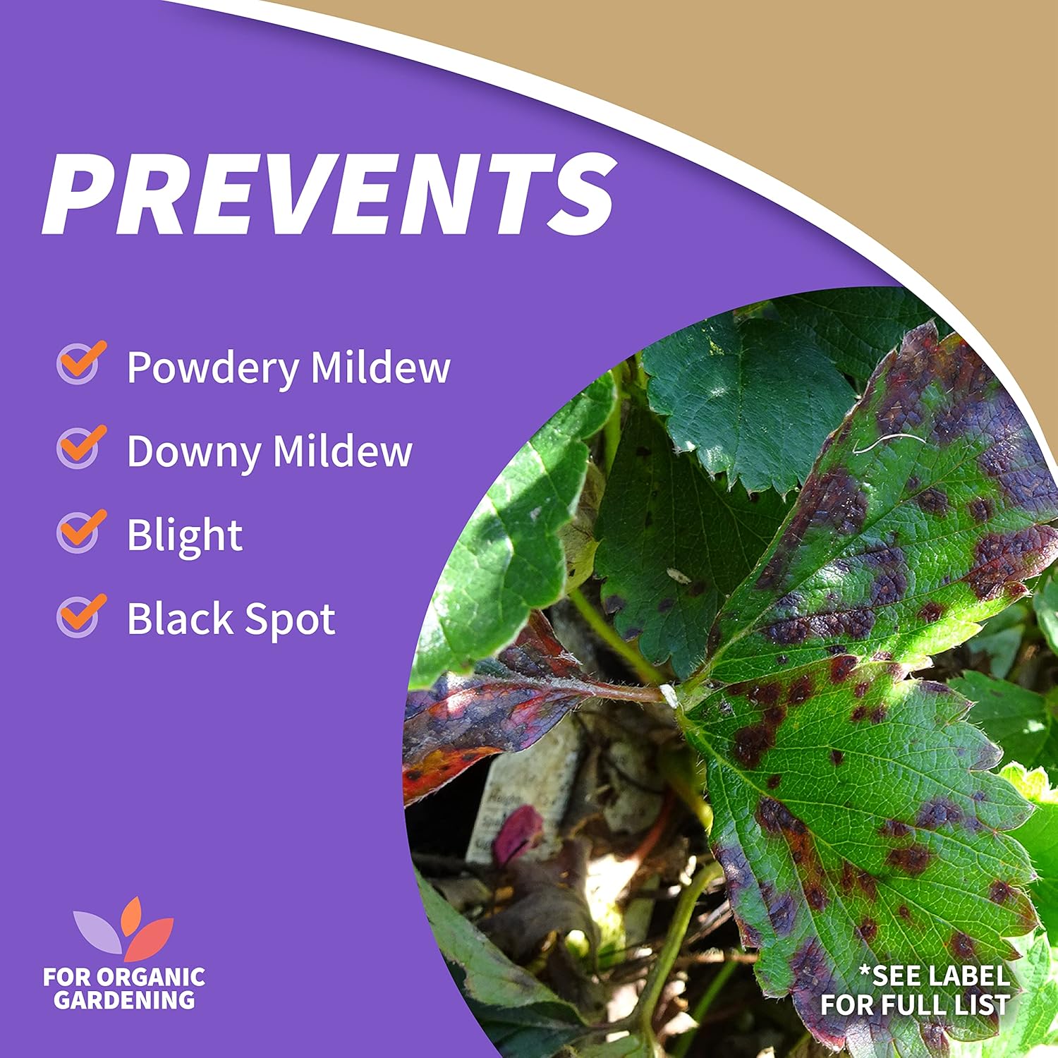 Bonide Captain Jack Copper Fungicide 16 oz Concentrated TLant Disease Control Solution for Organic Gardening